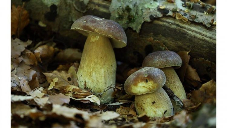 18 ottobre: Riconoscere i funghi del Carso