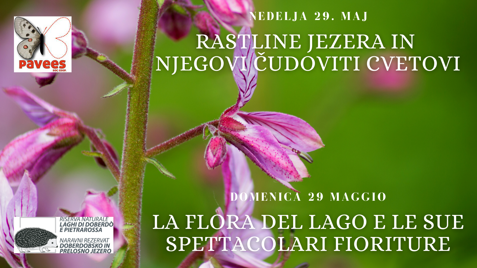 Nedelja 29. maj 2022 - Rastline jezera in  njegovi čudoviti cvetovi